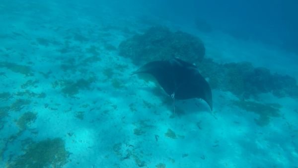 Manta Ray