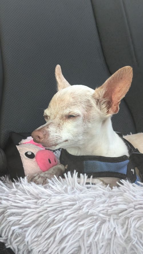 Passenger Prince Bob